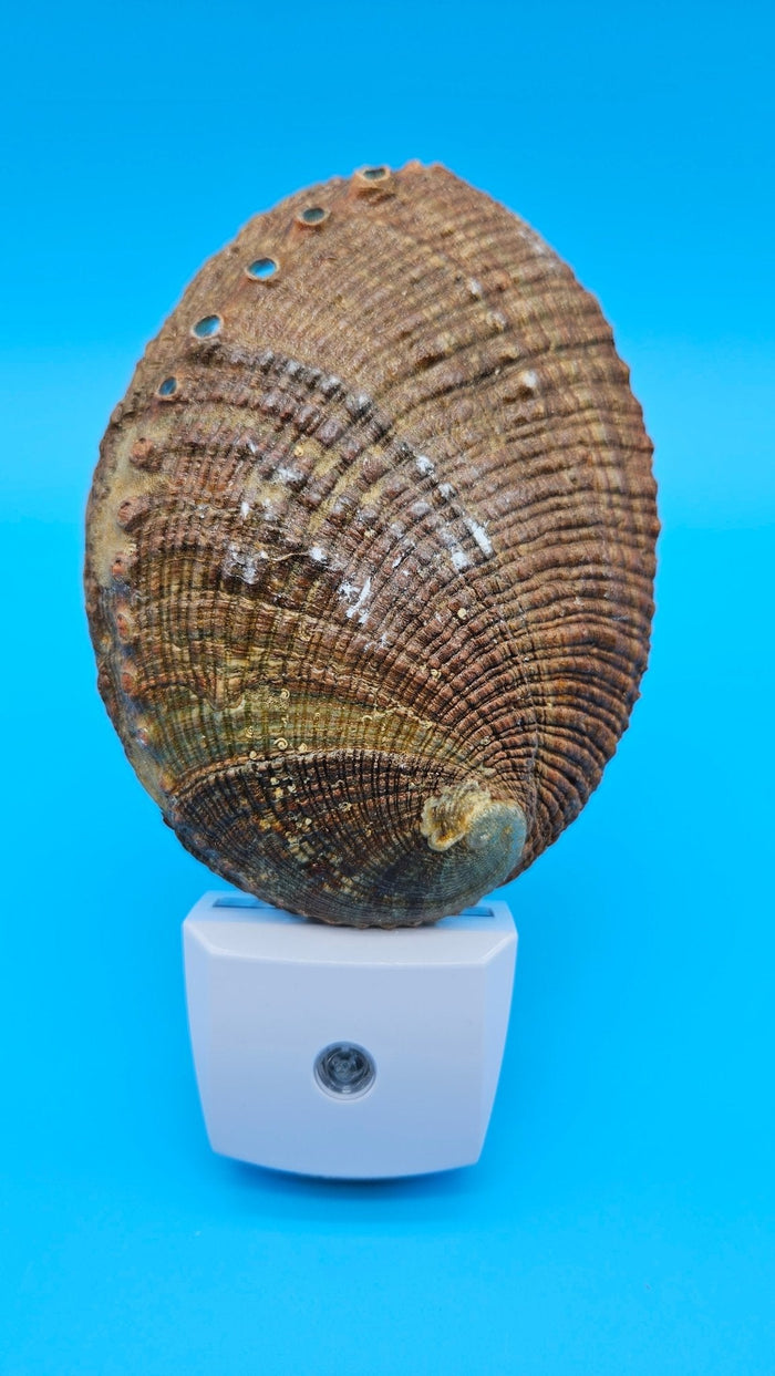 Green Abalone Shell LED Night Light