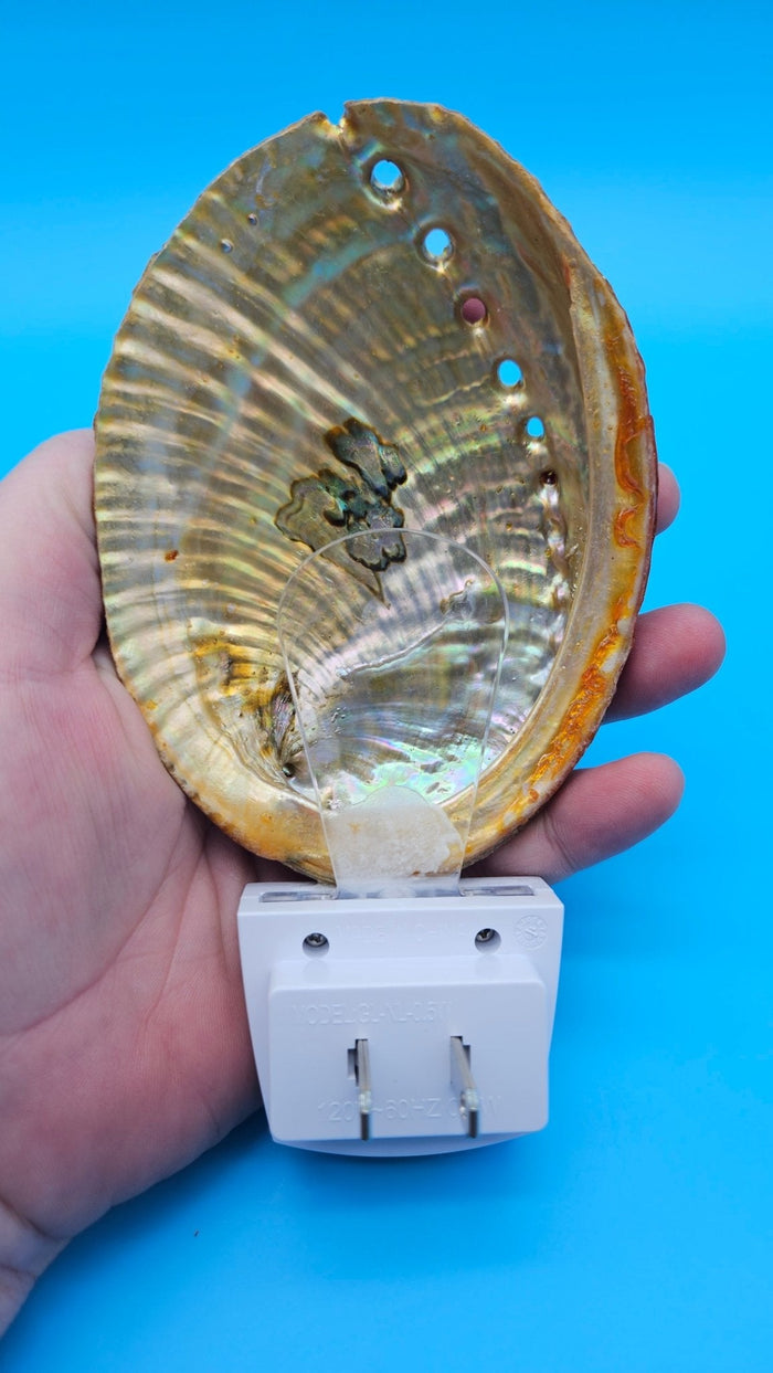 Green Abalone Shell LED Night Light