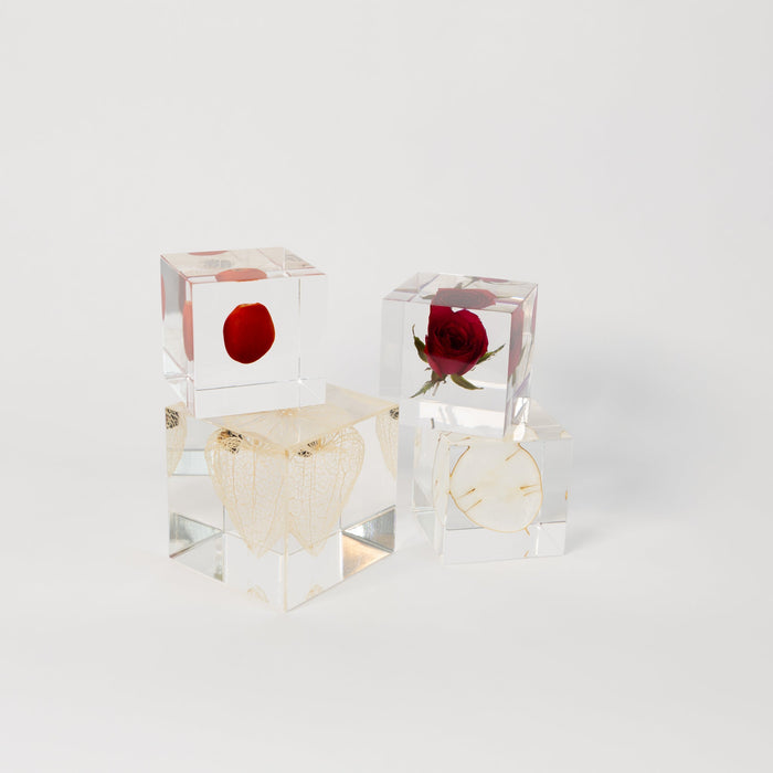 Sola Cubes - Seeds & Plants | Tortoise General Store