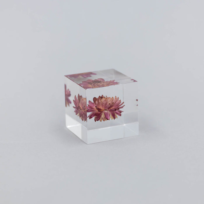 Sola Cubes - Seeds & Plants | Tortoise General Store