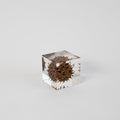 American Sweetgum